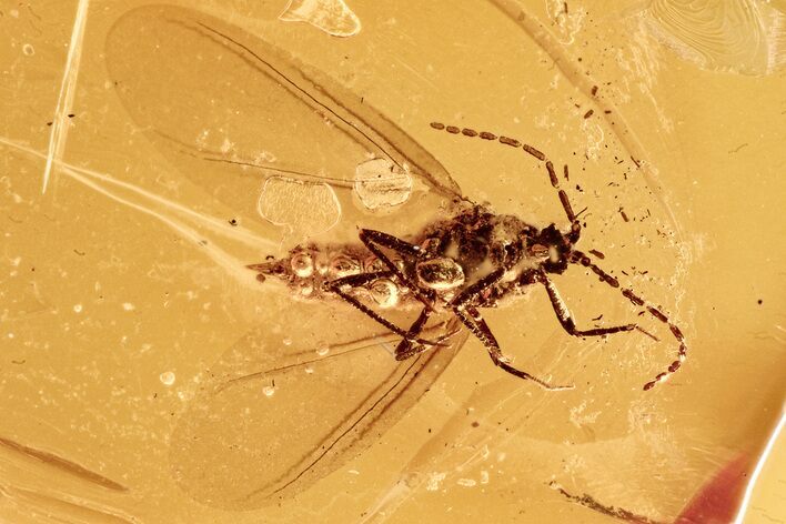 Fossil Scale Insect (Margarodidae?) w/ Spread Wings in Baltic Amber #278887